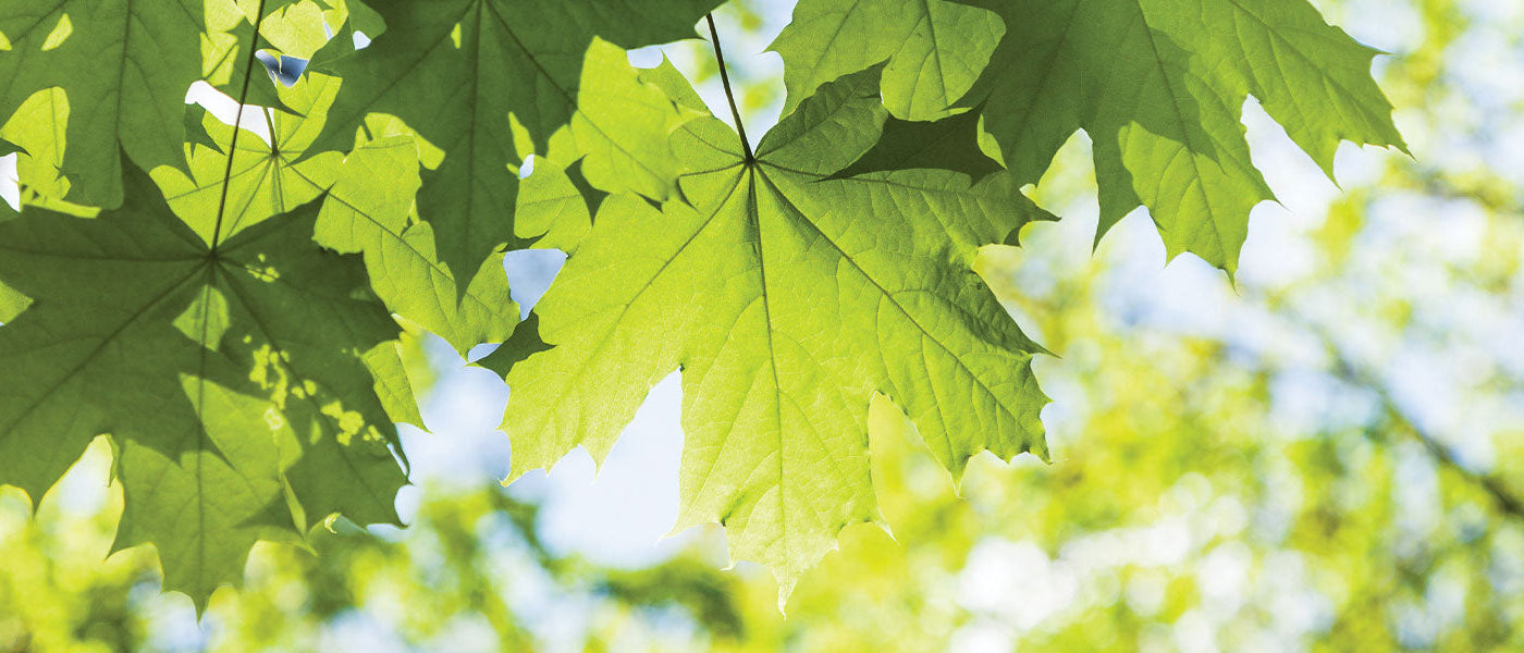 Érable champêtre - Acer campestre