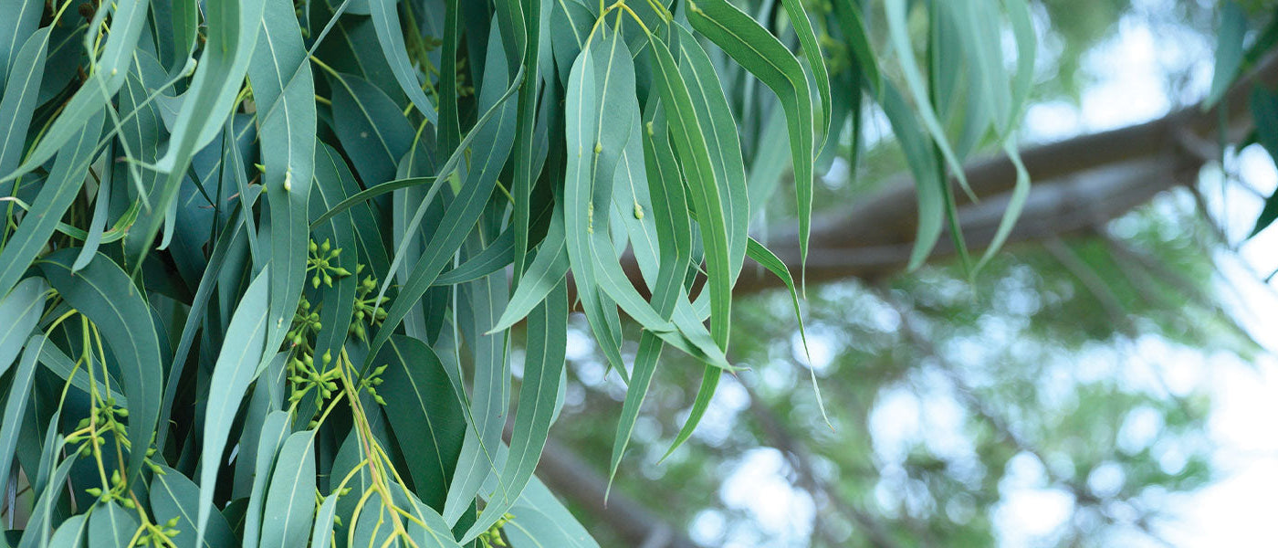 Eucalyptus à fleurs clairsemées - Eucalyptus pauciflora