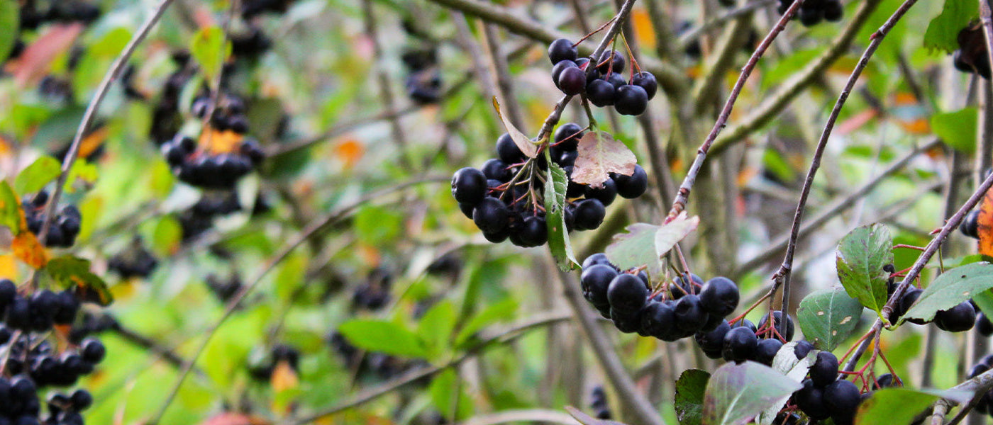 Aronia