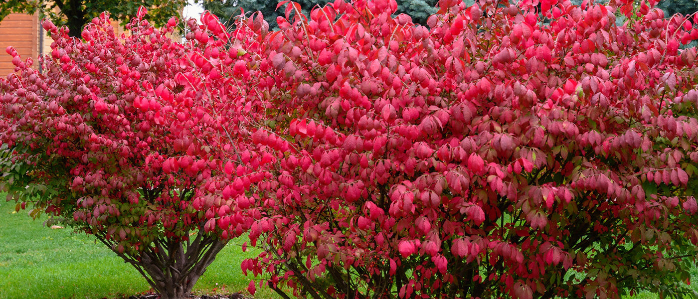 Fusain d'Europe - Euonymus europaeus