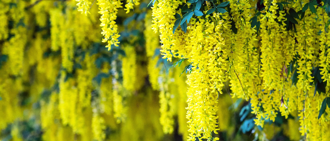 Genêt à balais - Cytisus scoparius