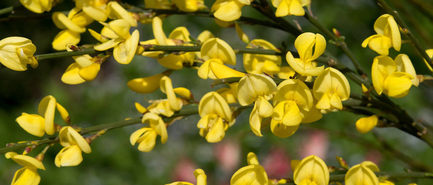 Genêt d'Espagne - Genista hispanica