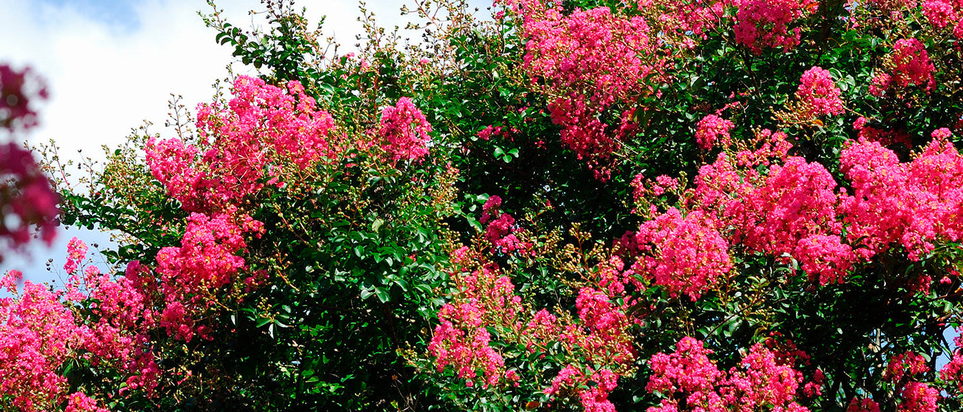 Lilas et lilas des Indes