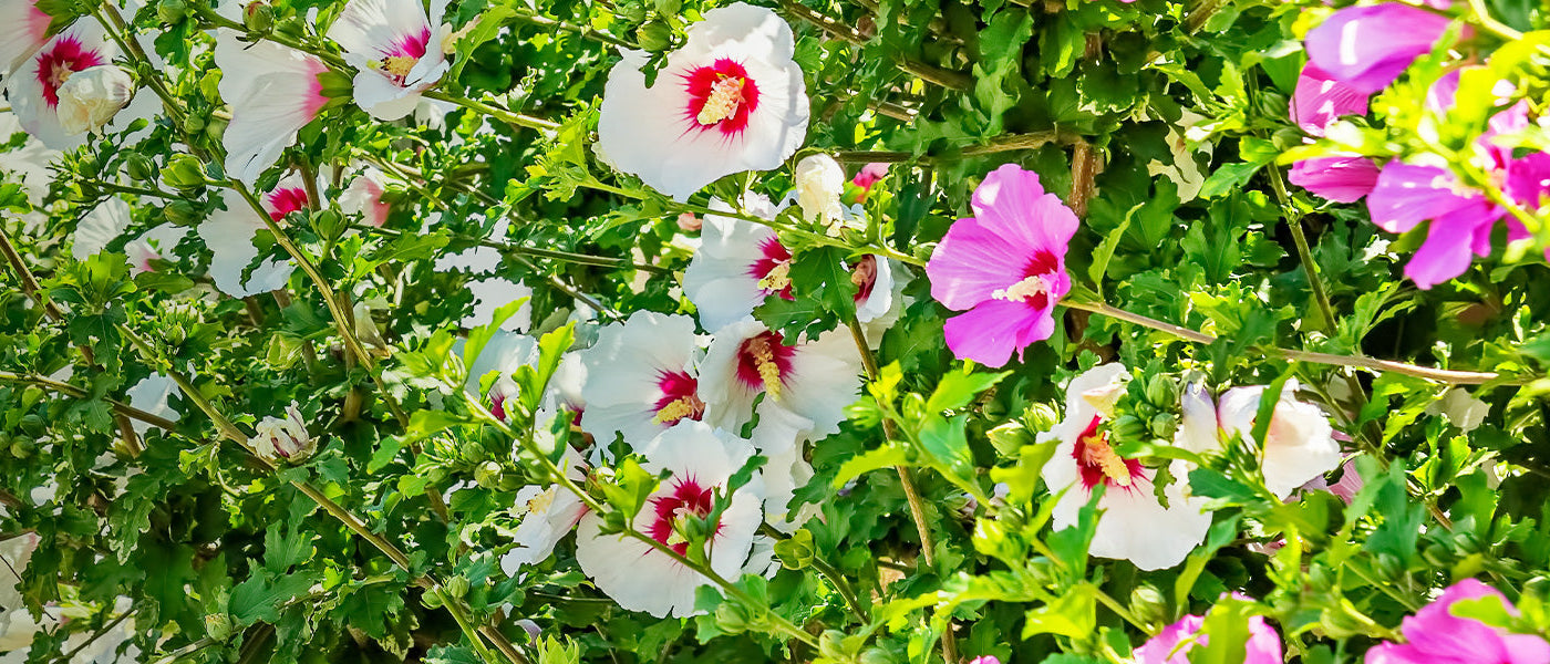 Hibiscus
