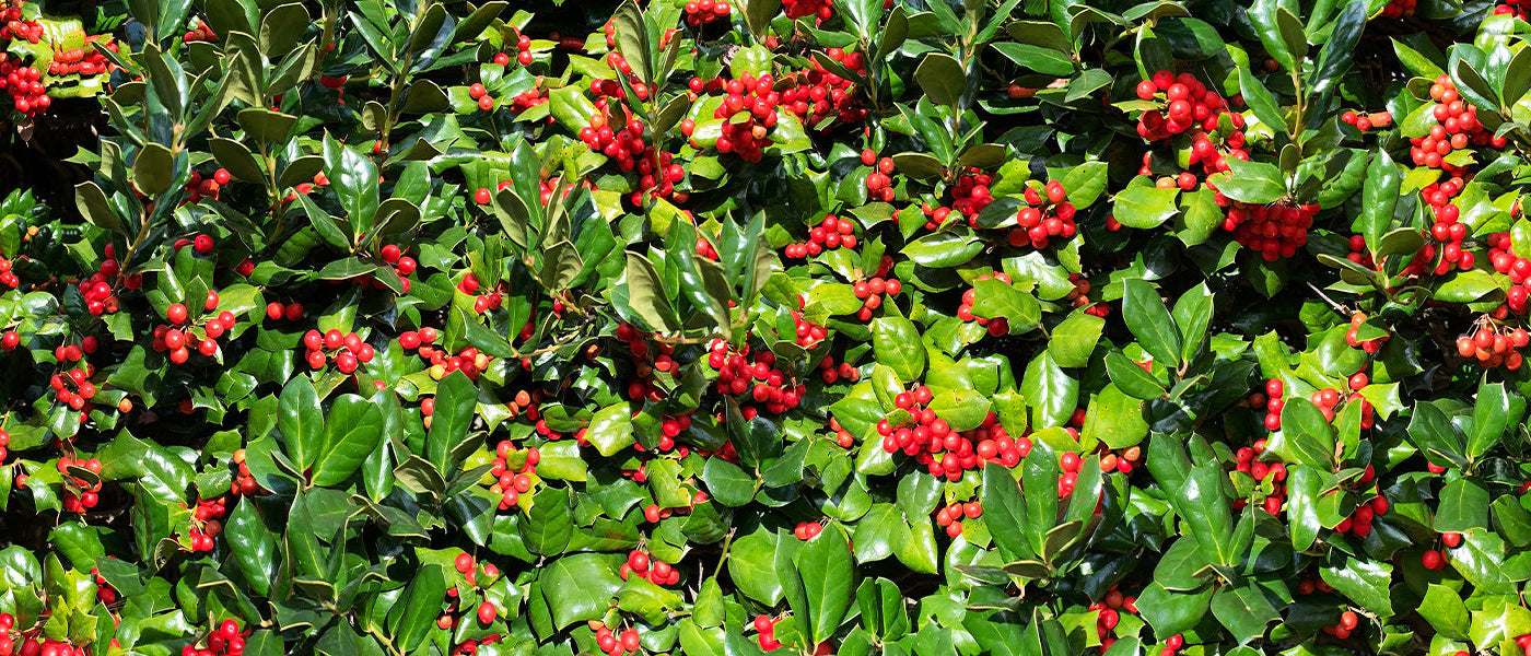 Houx commun - Ilex aquifolium