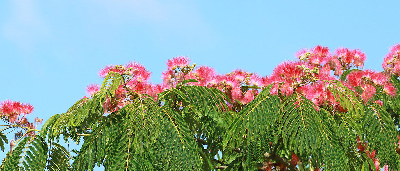 arbre feuilles roses