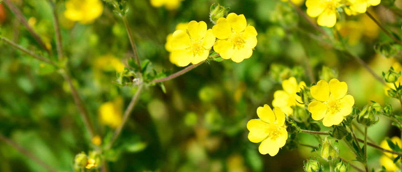 Potentille arbustive - Potentilla fruticosa