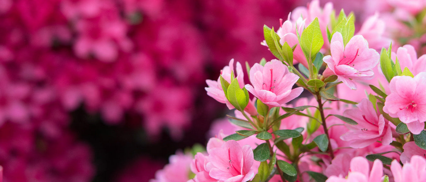 Azalée molle - Azalea mollis
