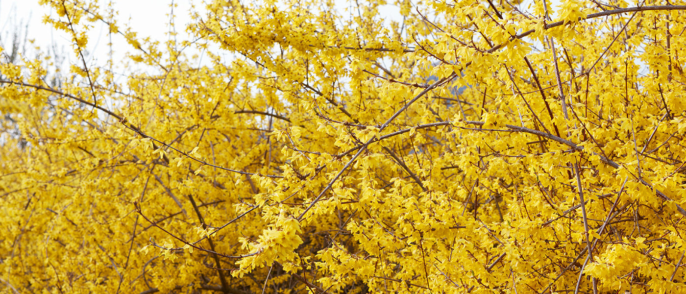 Forsythias
