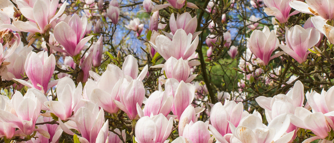 Magnolia à grandes fleurs - Magnolia grandiflora