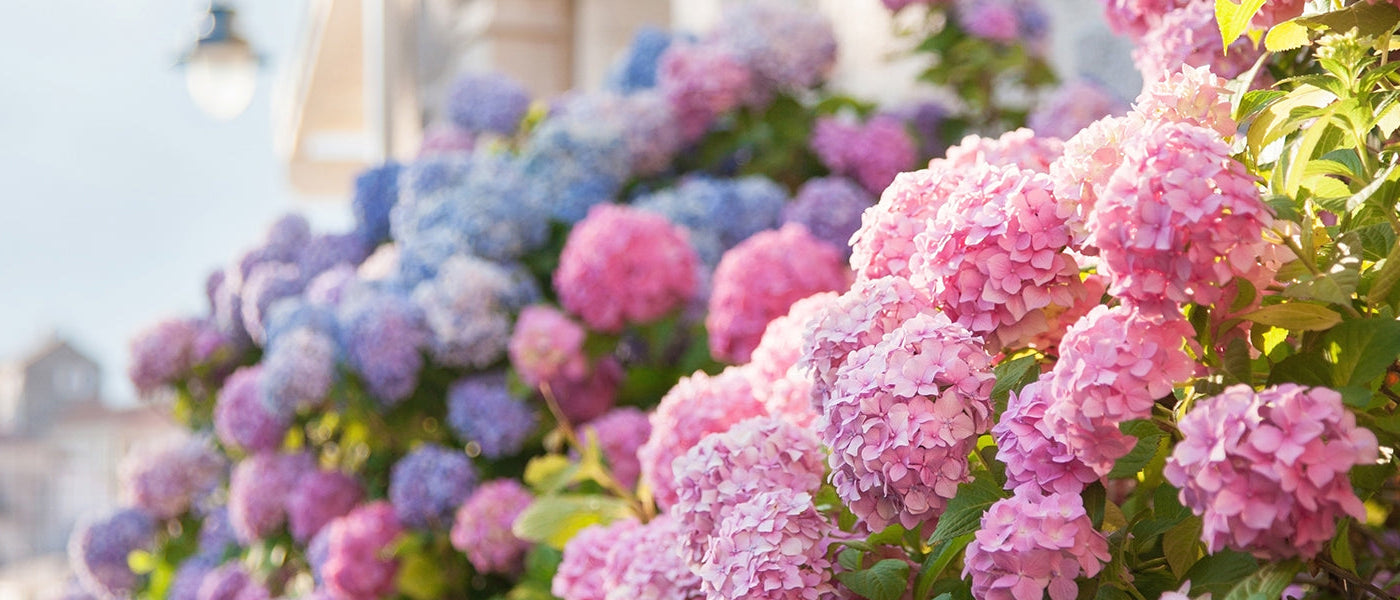 Hortensia anomal - Hydrangea anomala