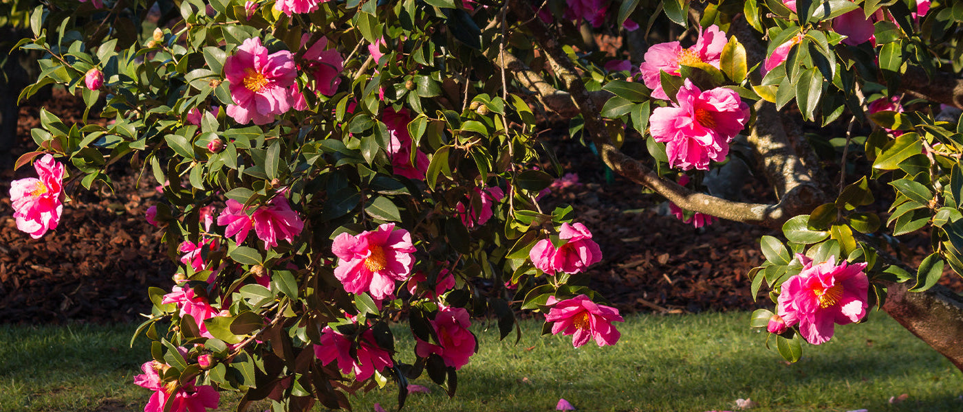 Camélia du Japon - Camellia japonica
