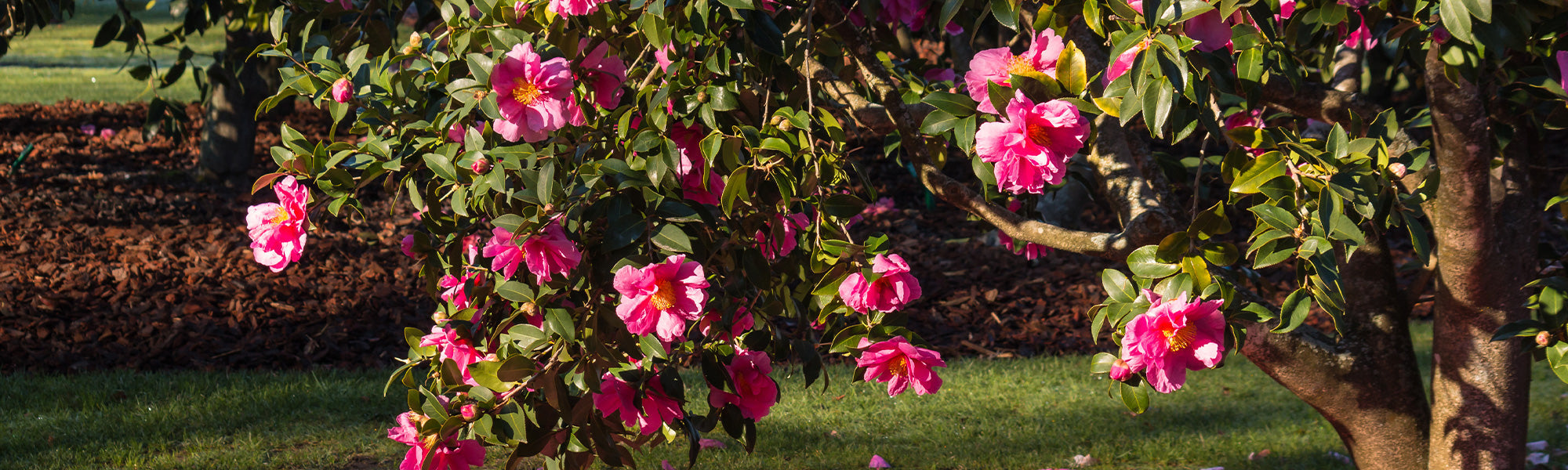 Camélia du Japon - Camellia japonica