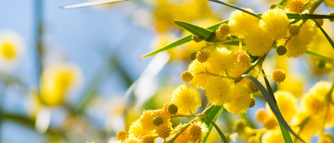Sensitive - Mimosa pudica