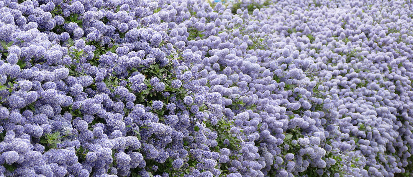 Ceanothe thyrsoïde - Ceanothus thyrsiflorus