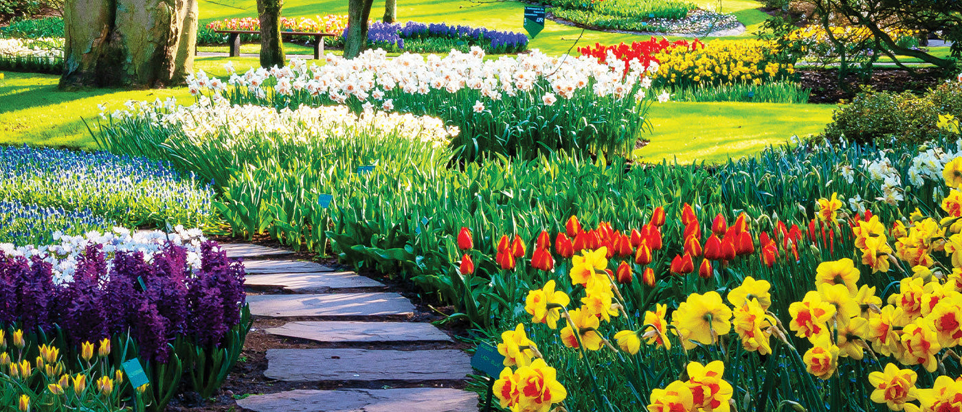 Perce-neige - Galanthus