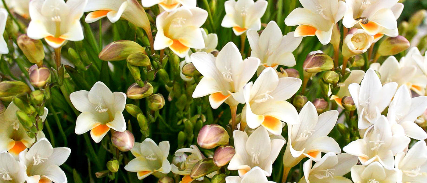 Freesia