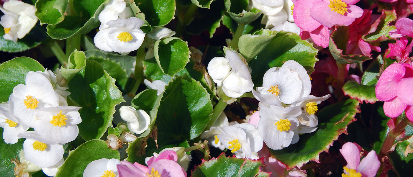 Bégonia maculé - Begonia maculata