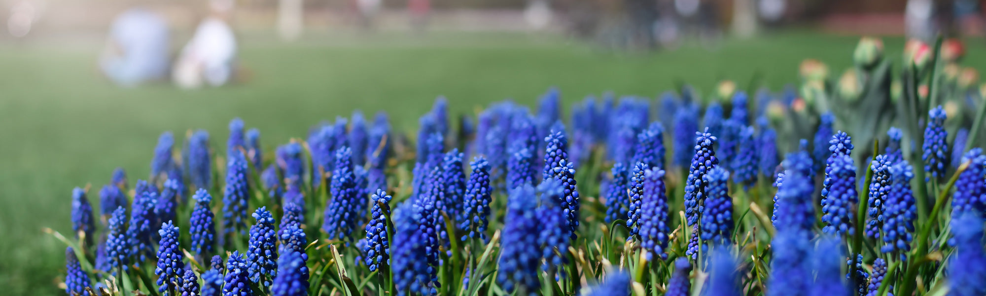 Muscari à gros fruits - Muscari macrocarpum