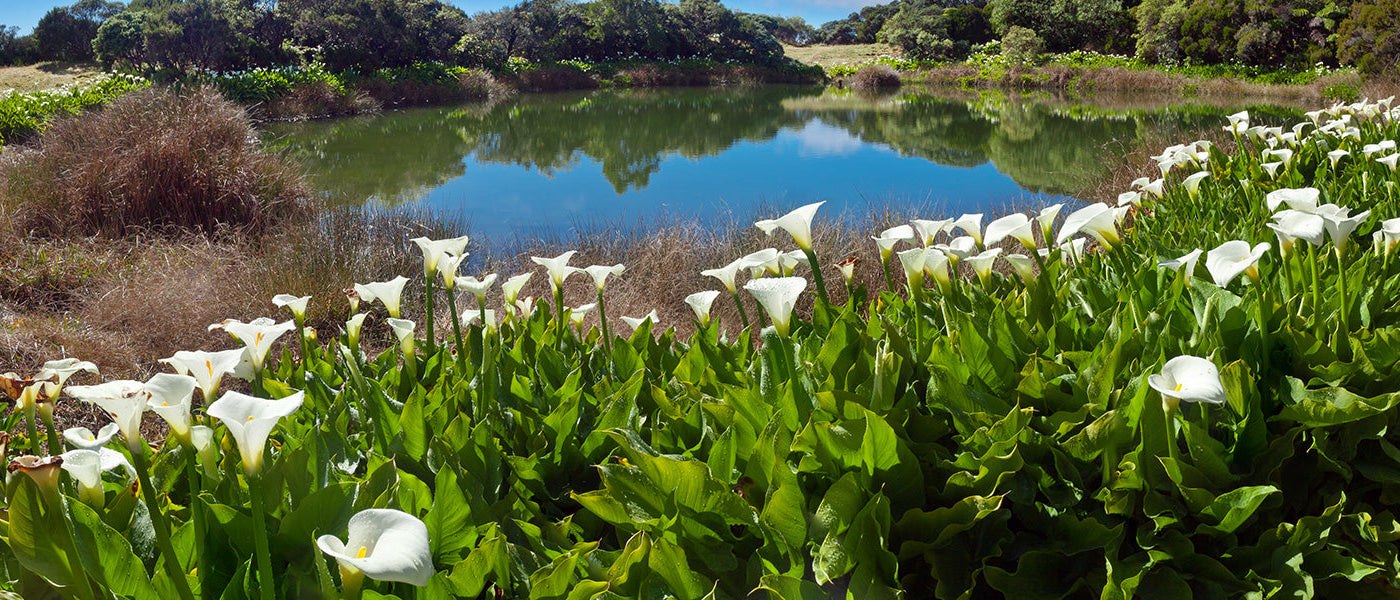 Calla rose - Zantedeschia rehmannii