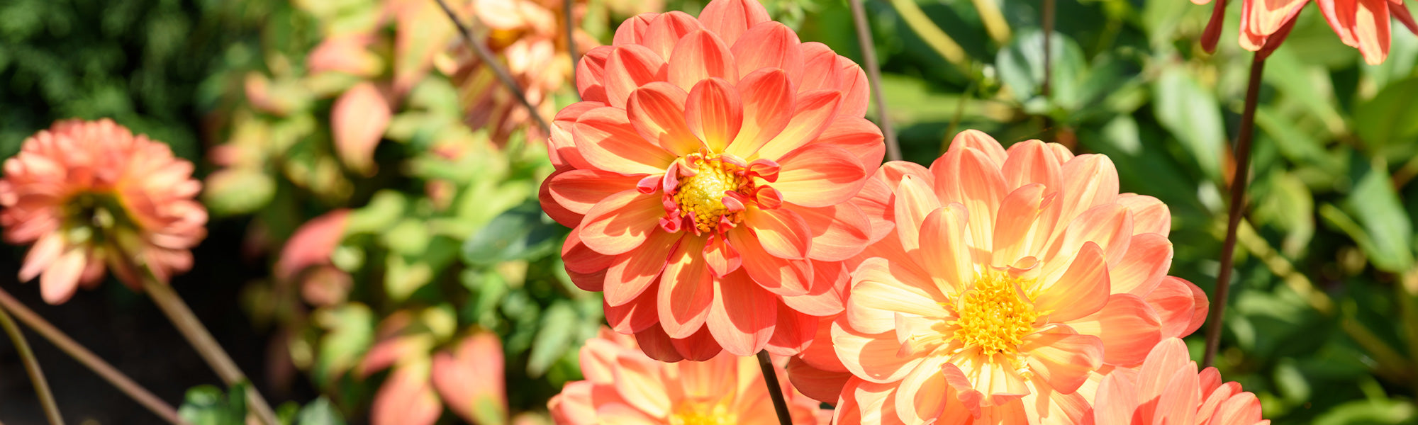 Dahlia