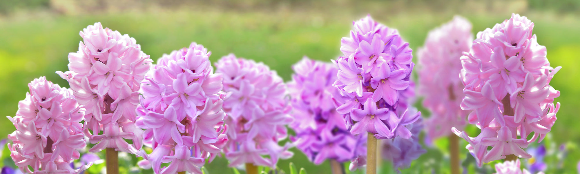 Jacinthe orientale - Hyacinthus orientalis