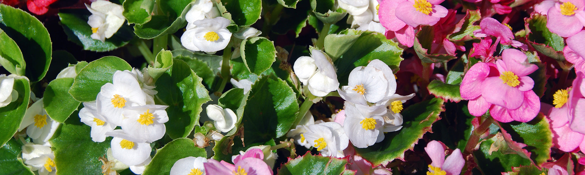Bégonia rex - Begonia rex