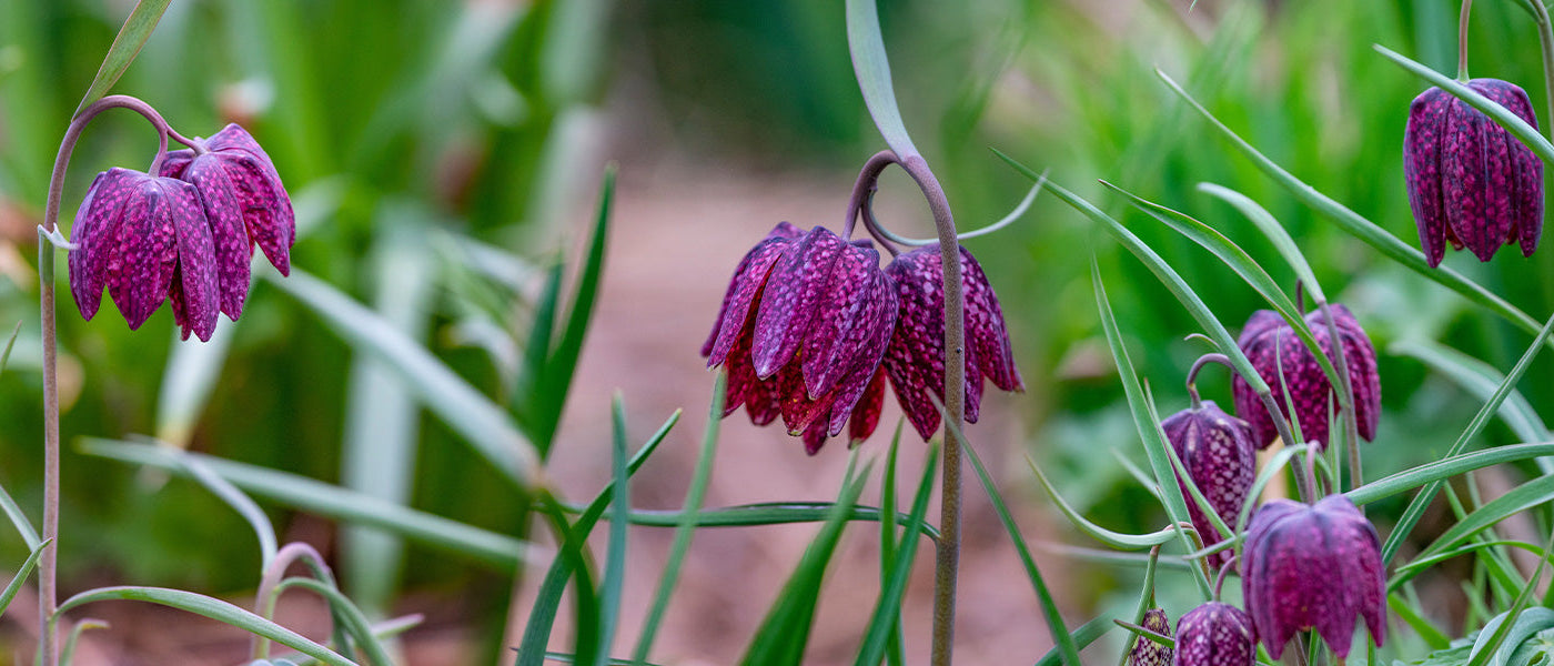 Fritillaire queue-de-renard - Fritillaria uva-vulpis