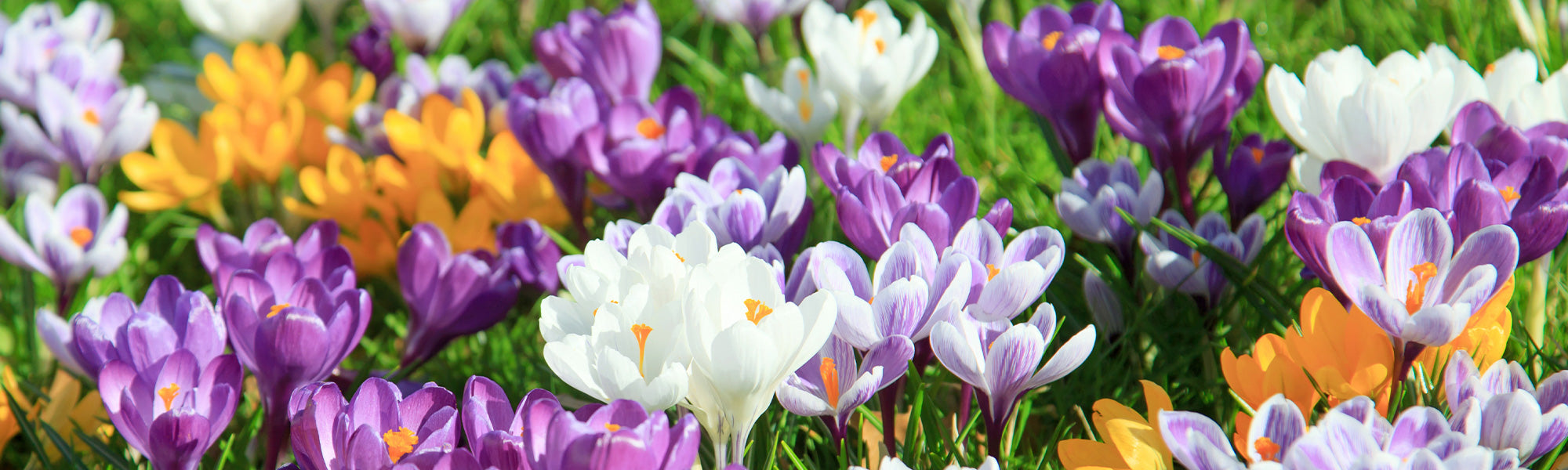 Crocus de printemps - Crocus vernus