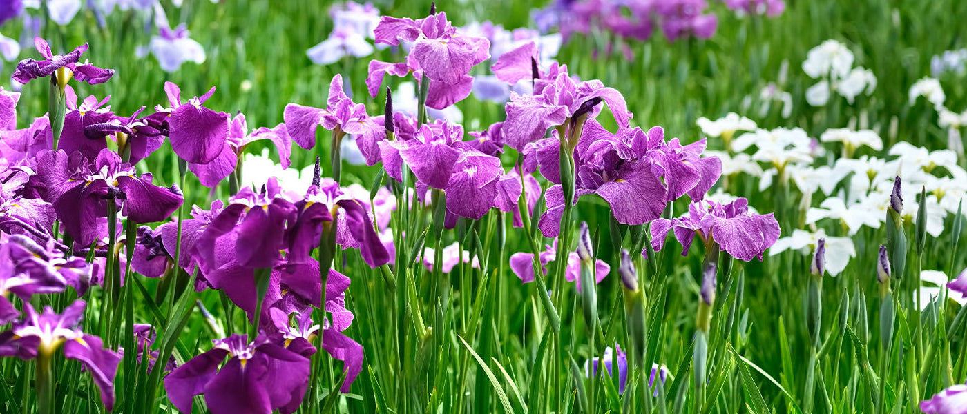 Iris du Japon - Iris ensata