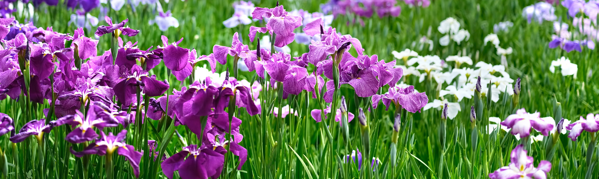 Iris du Japon - Iris ensata