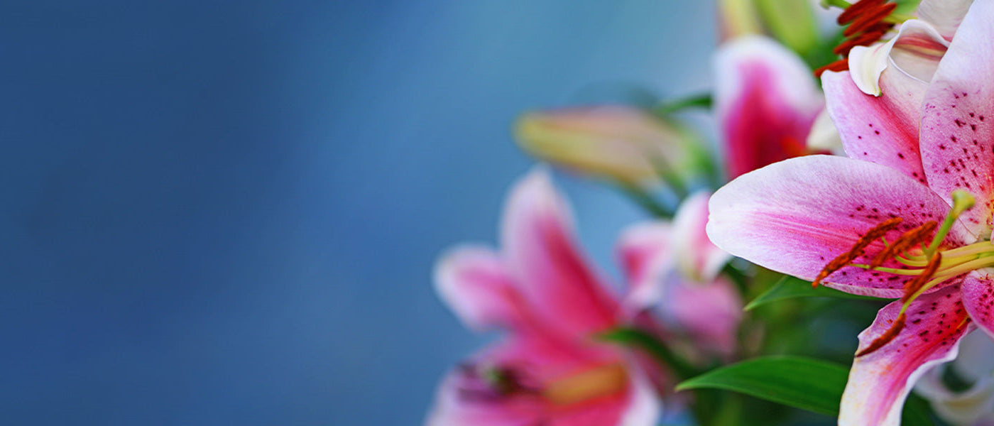 Lis royal - Lilium regale