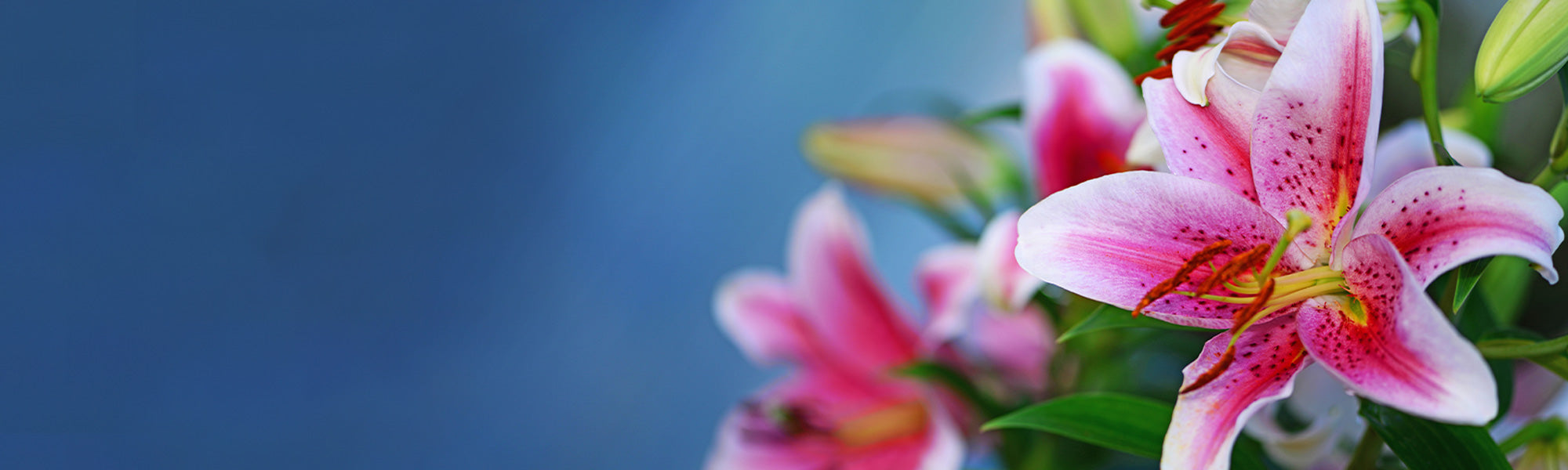 Lis royal - Lilium regale