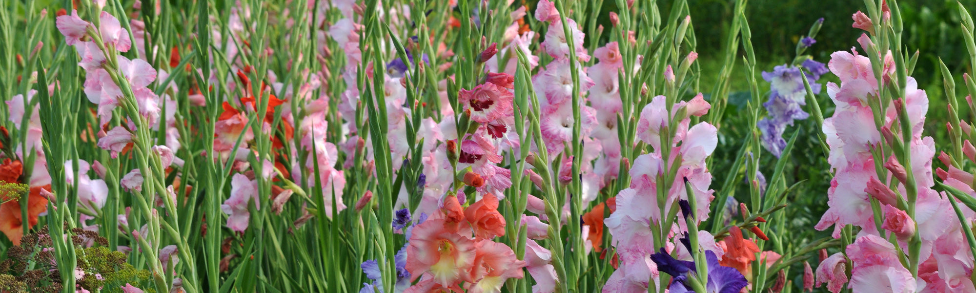 Glaïeul de Byzance - Gladiolus byzantinus
