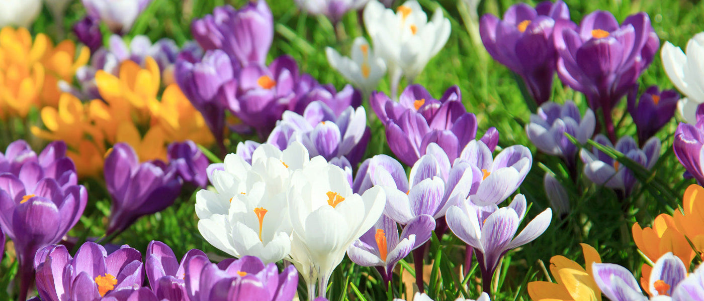 Crocus biflore - Crocus biflorus
