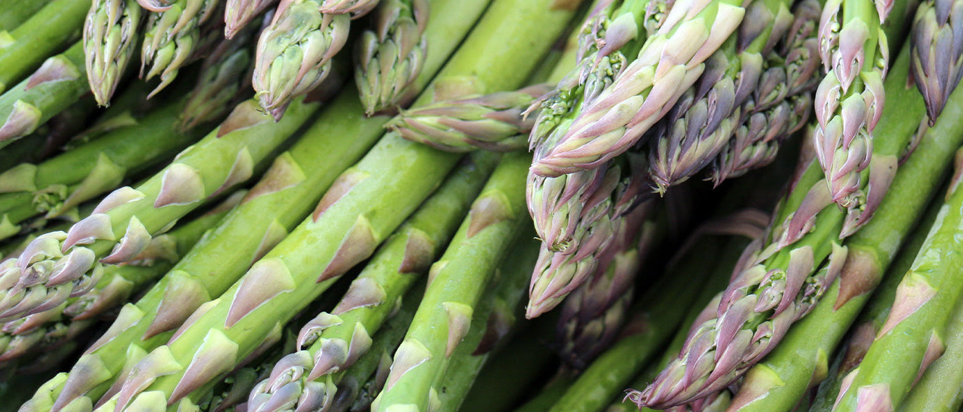 Asperge commune - Asparagus officinalis