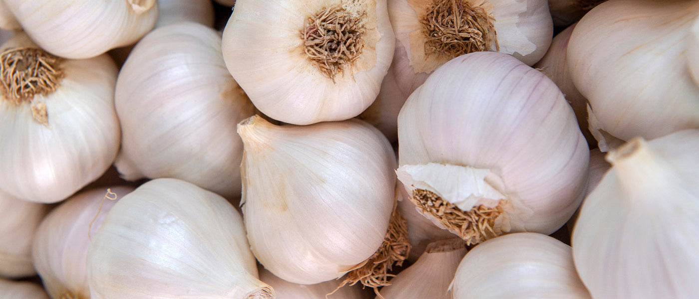 Ail d'Aflatoun - Allium aflatunense