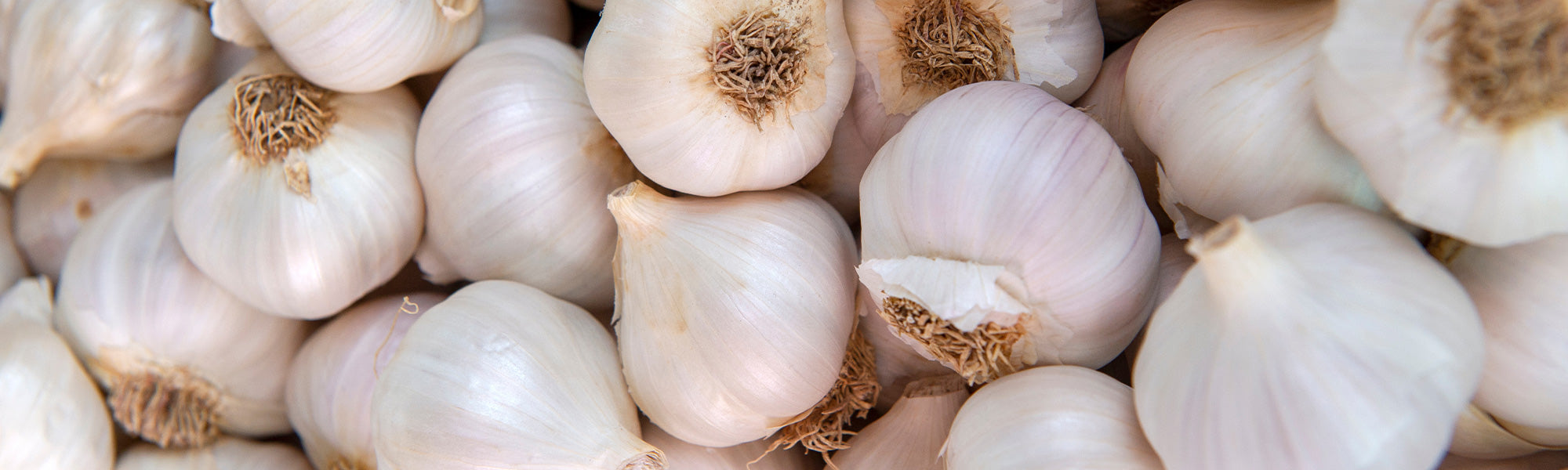 Ciboule - Allium fistulosum