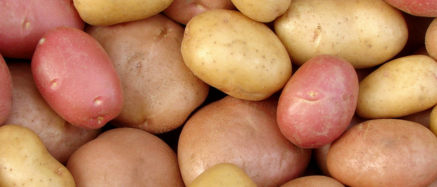 Plants de pommes de terre Bio