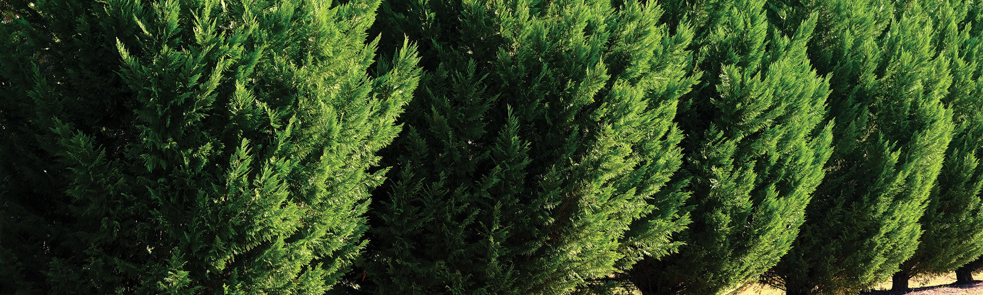 Cyprès commun - Cupressus sempervirens