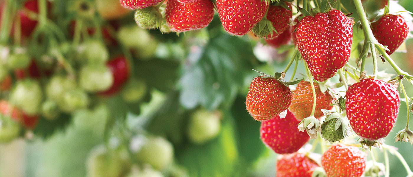 Fraisier des bois - Fragaria vesca