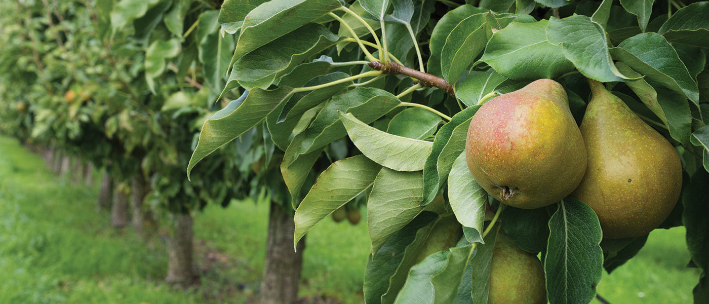 Poirier asiatique - Pyrus pyrifolia