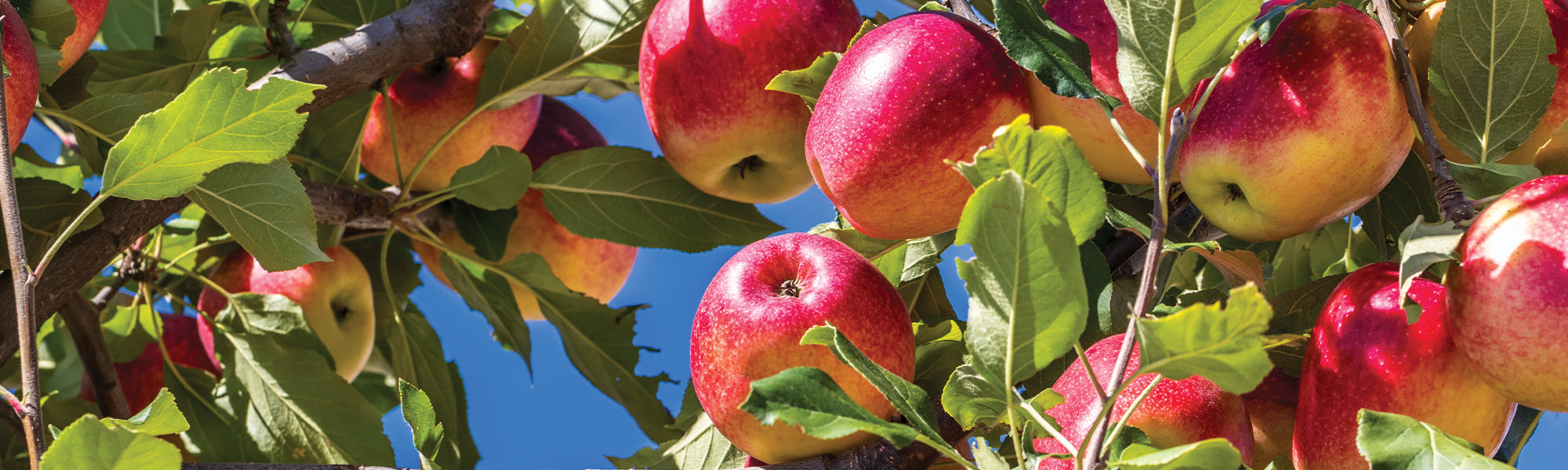 Pommier sauvage - Malus sylvestris