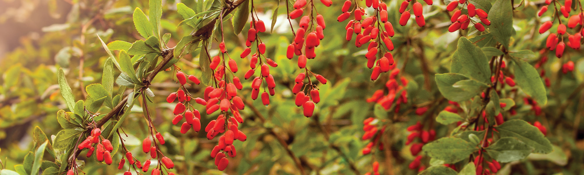 Goji