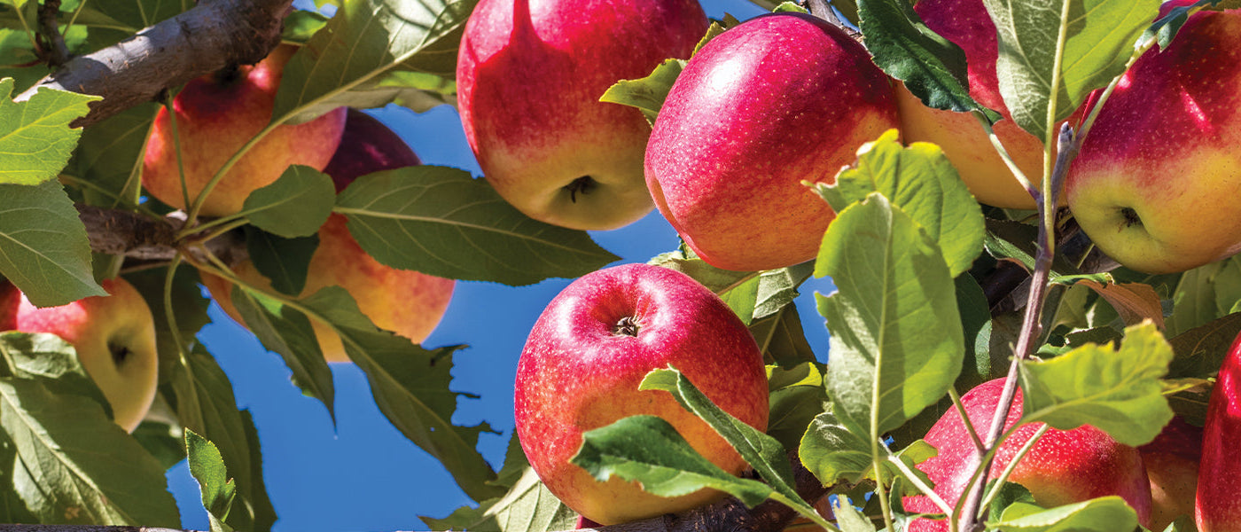 Pommier domestique - Malus domestica