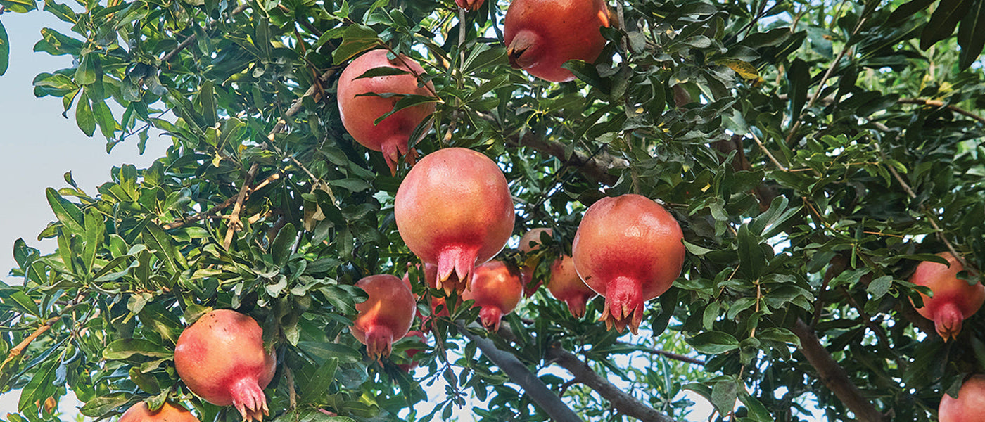 Grenadier commun - Punica granatum