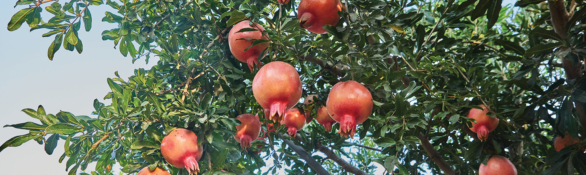 Grenadier commun - Punica granatum