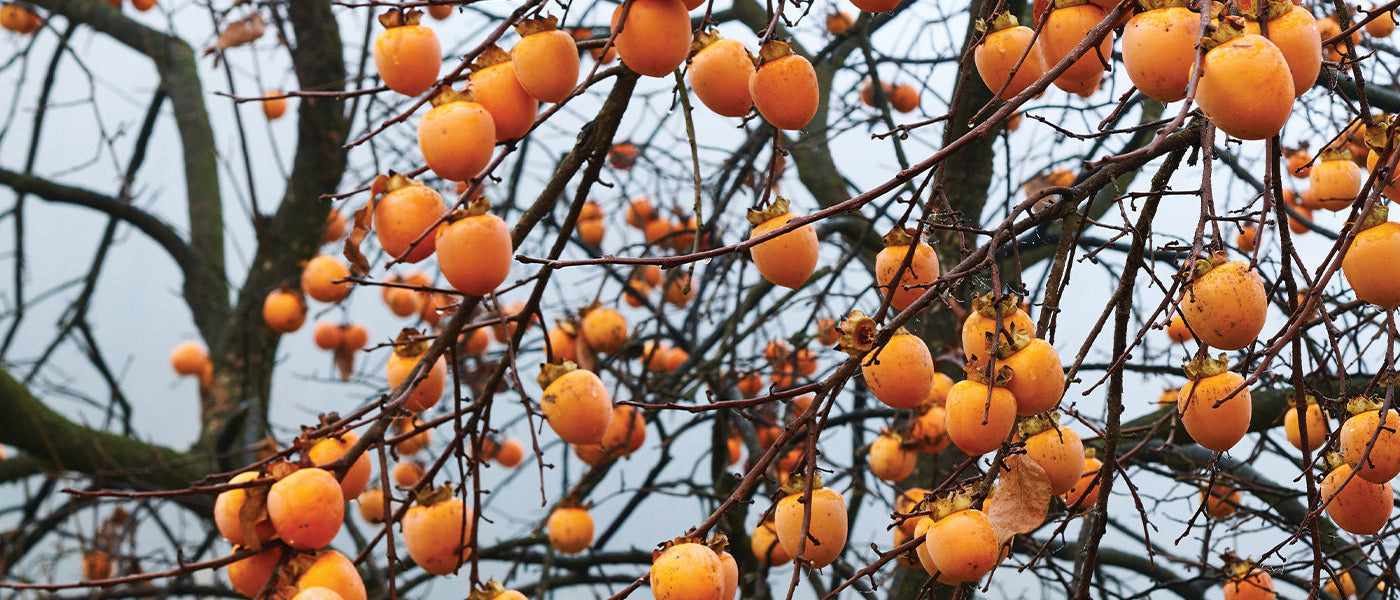 Kaki - Kaki diospyros