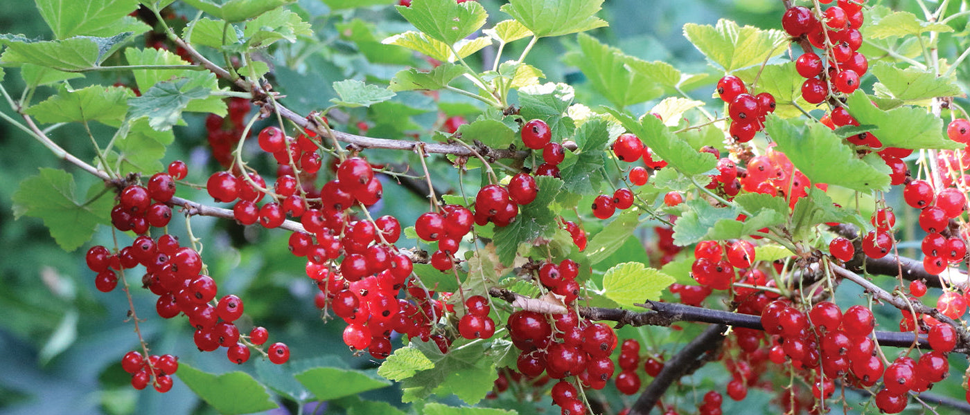 Groseillier à grappes - Ribes rubrum