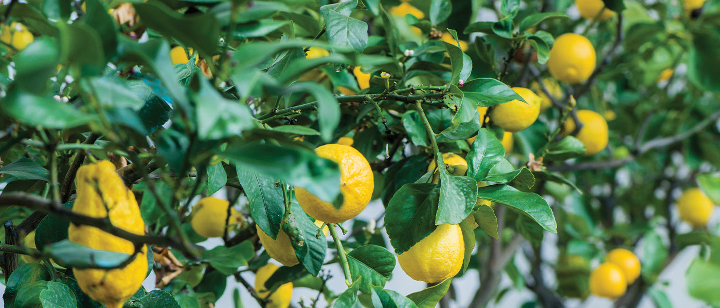 Mandarine - Citrus reticulata